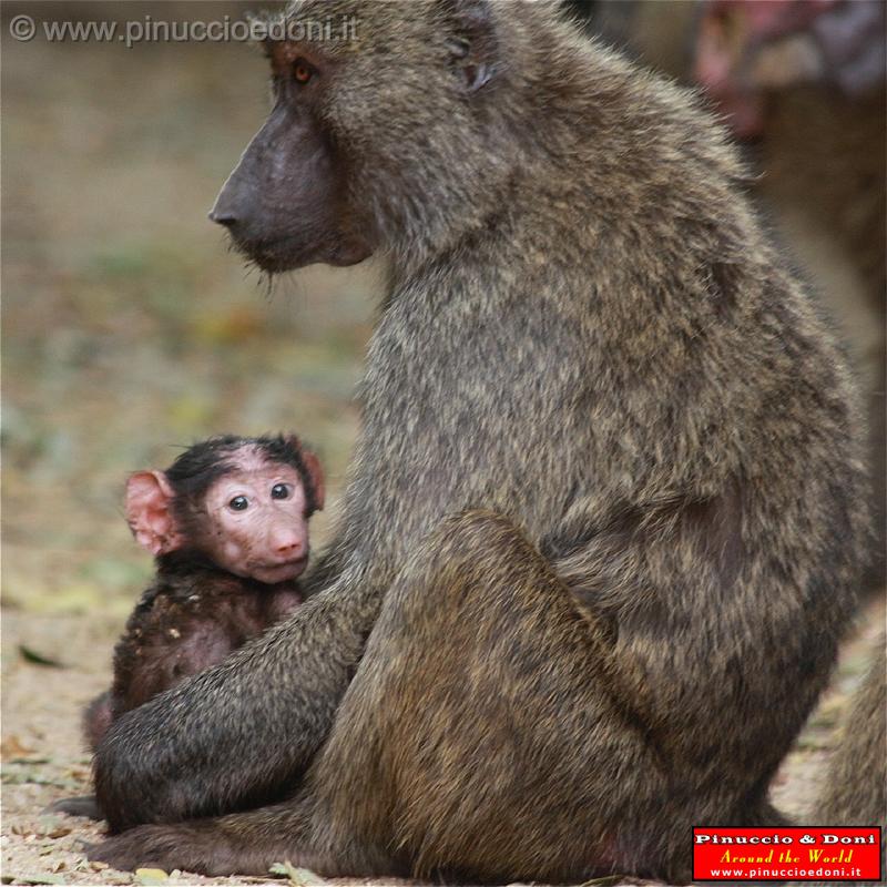 Ethiopia - Mago National Park - Babbuini - 11.jpg